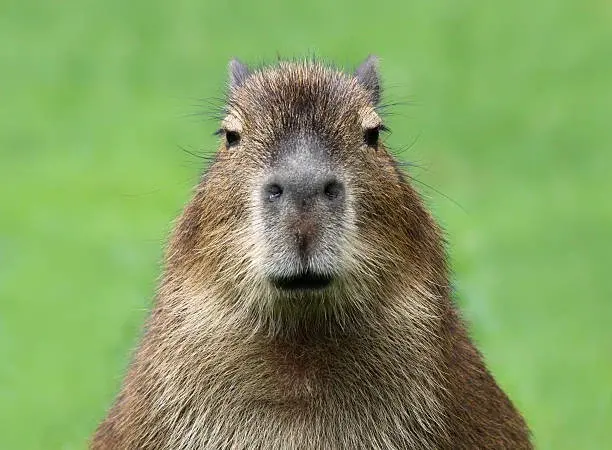 Capybara