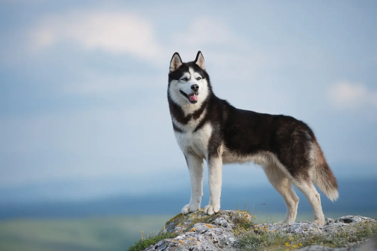 Siberian Husky