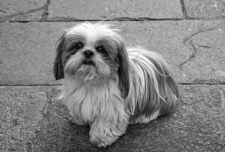 Shih Tzu