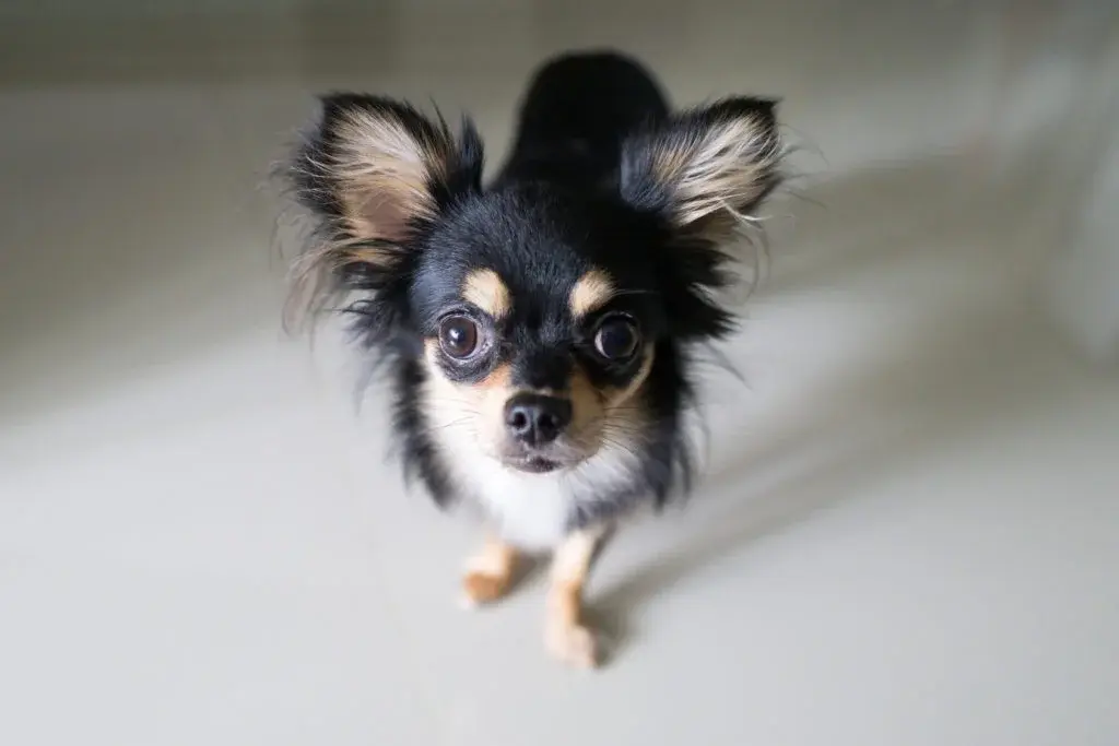 Chihuahua