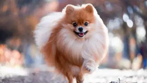 Pomeranian